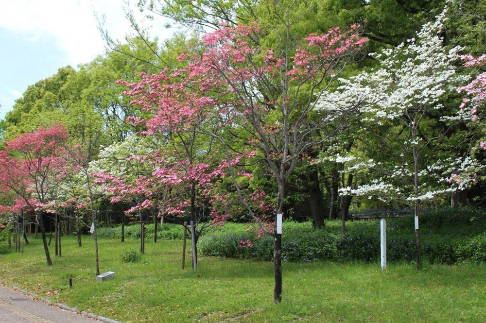 ハナミズキ　植物図鑑　大阪市立長居植物園
