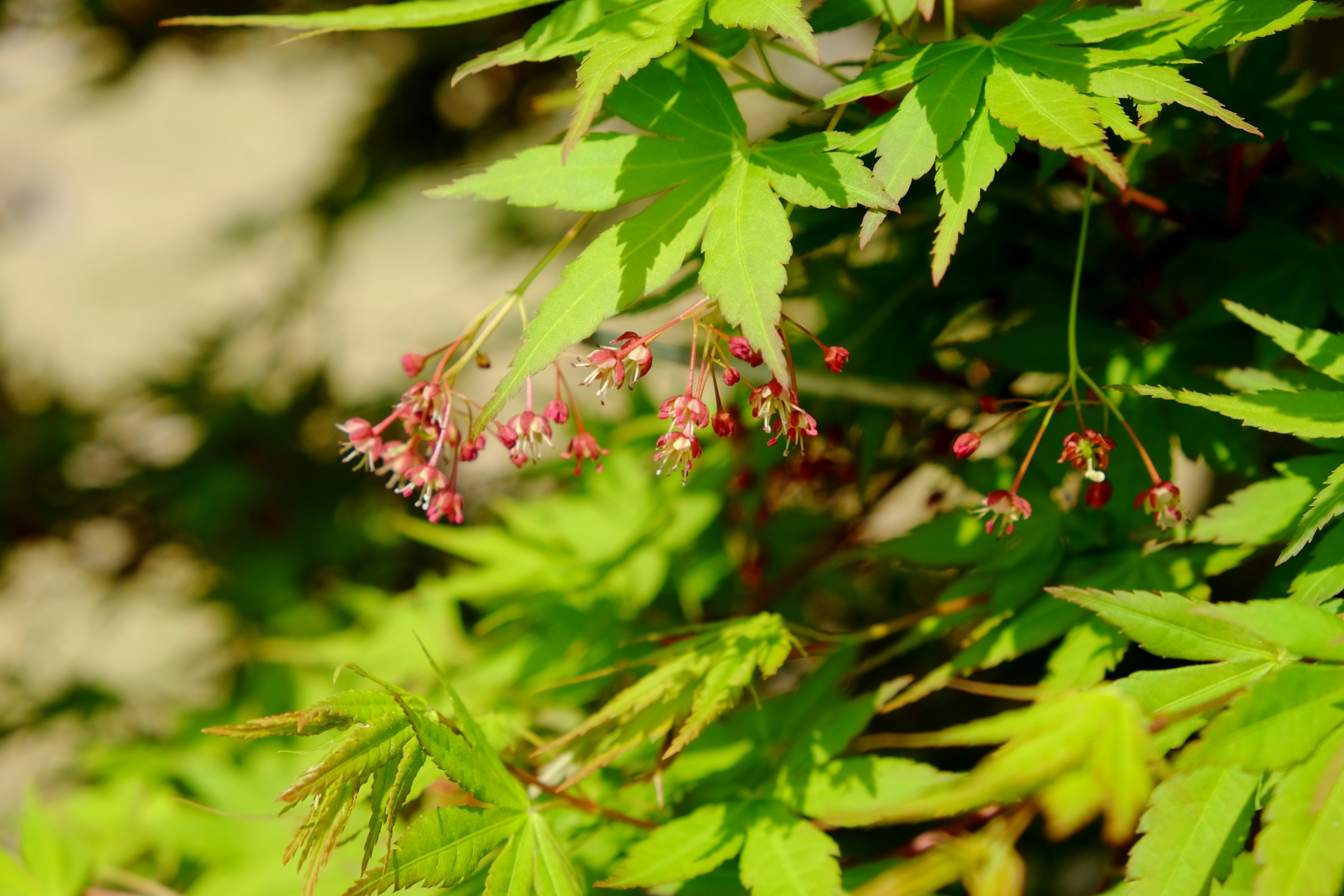 もみじの花