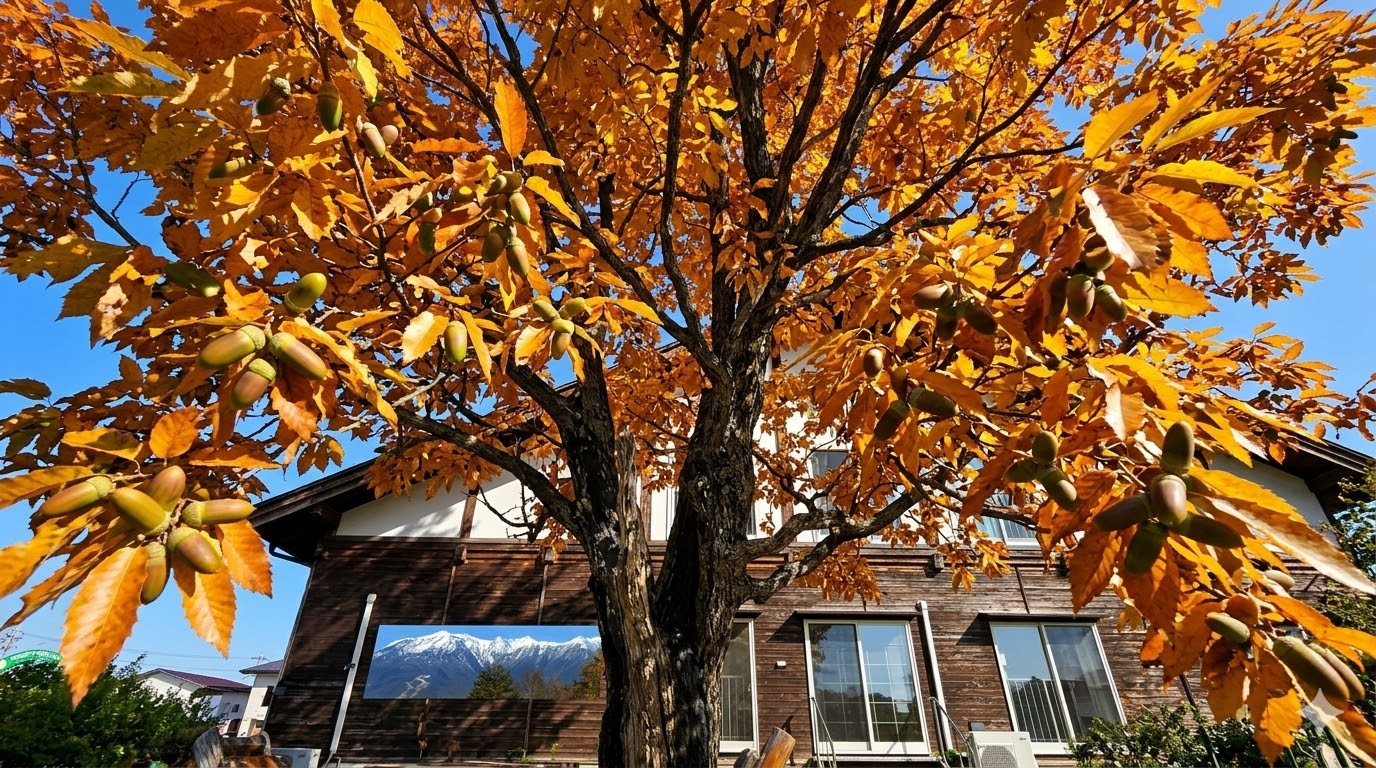 美しく紅葉したコナラの庭木