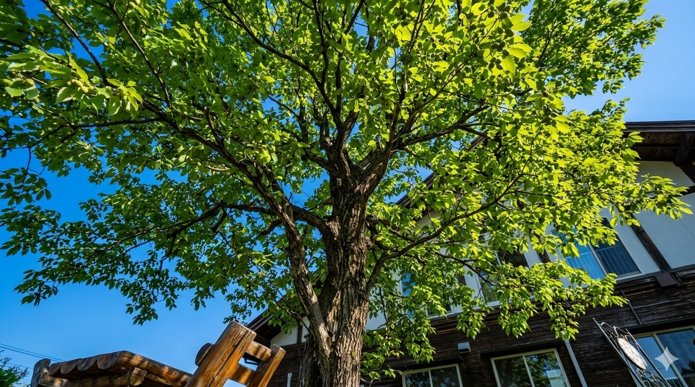 青空に映えるコナラの木