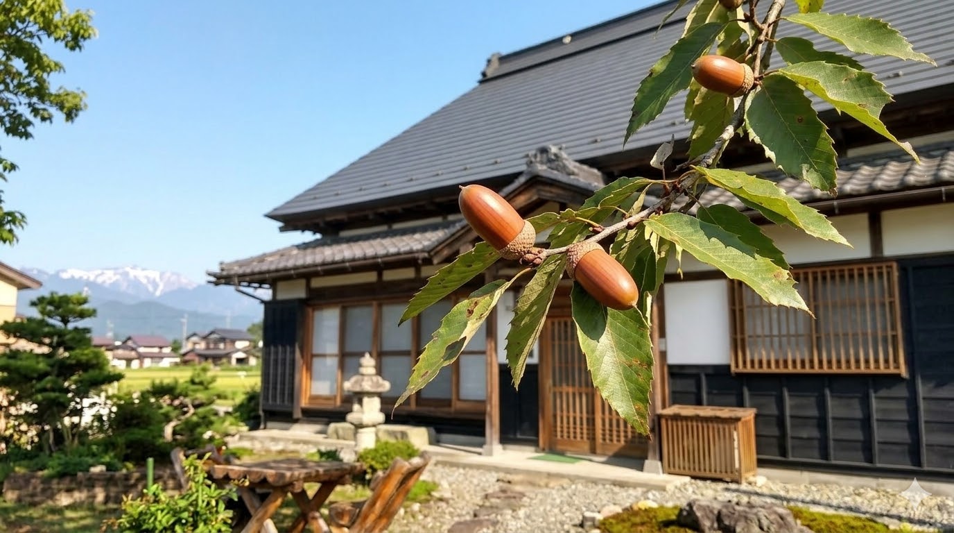 庭に実ったコナラの木のどんぐり