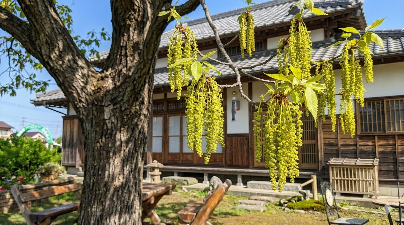 庭に咲くコナラの木の花