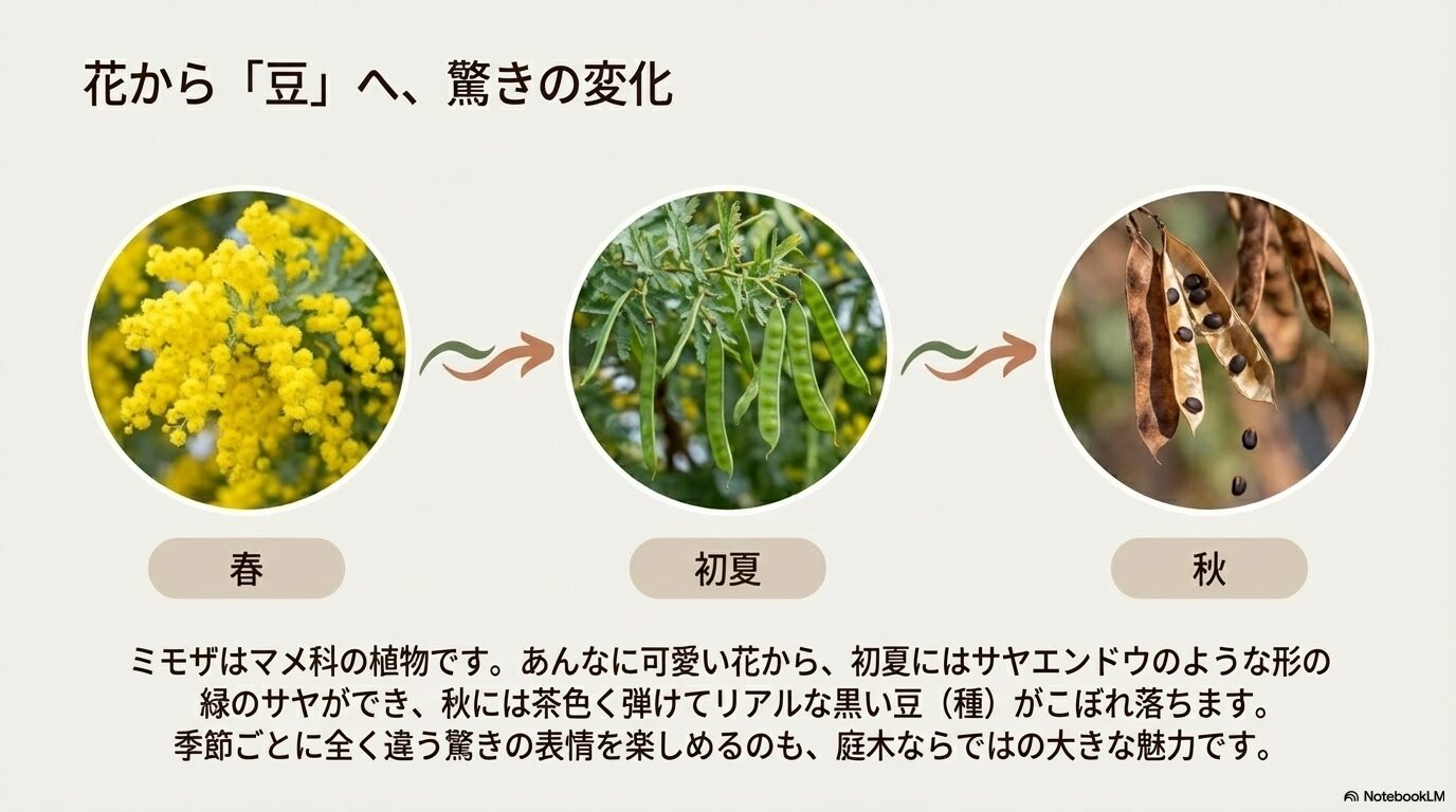 ミモザの花が終わった後にできる緑のサヤ（豆果）の変化