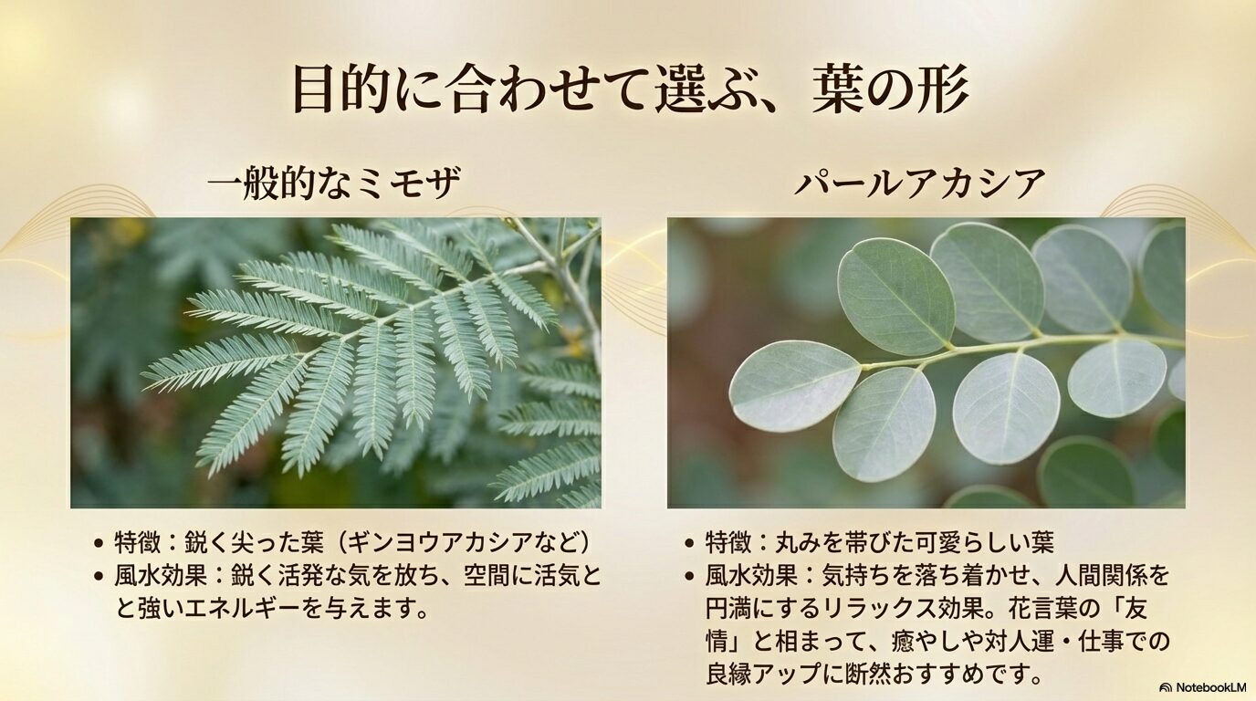 ギンヨウアカシアの尖った葉とパールアカシアの丸い葉の比較