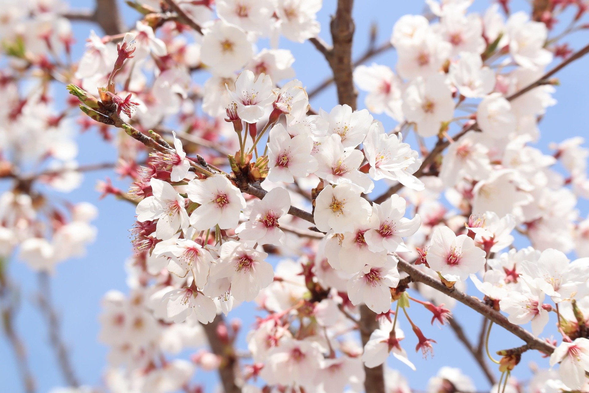 庭木に【桜】を植えて安全に楽しむための知識と育て方を徹底解説