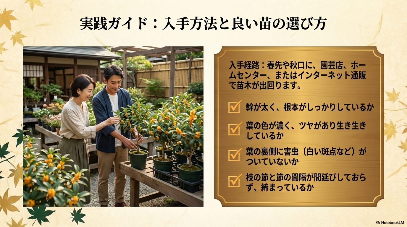 ホームセンターや園芸店での金木犀の入手方法と良い苗の選び方のポイント