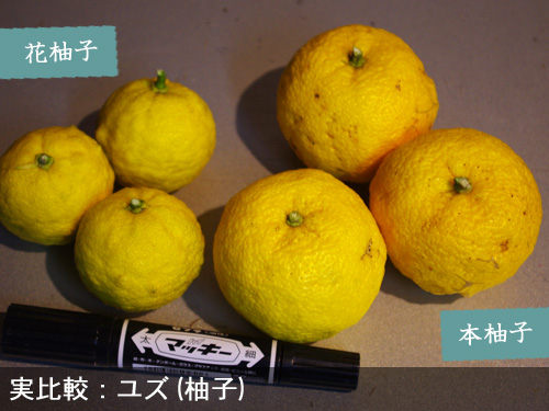 花柚子 庭木としての特徴
