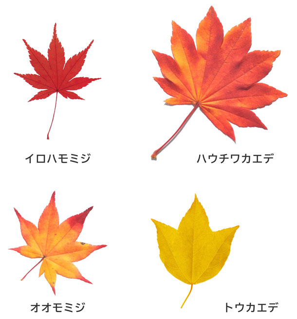 もみじの由来とカエデとの違いを知る