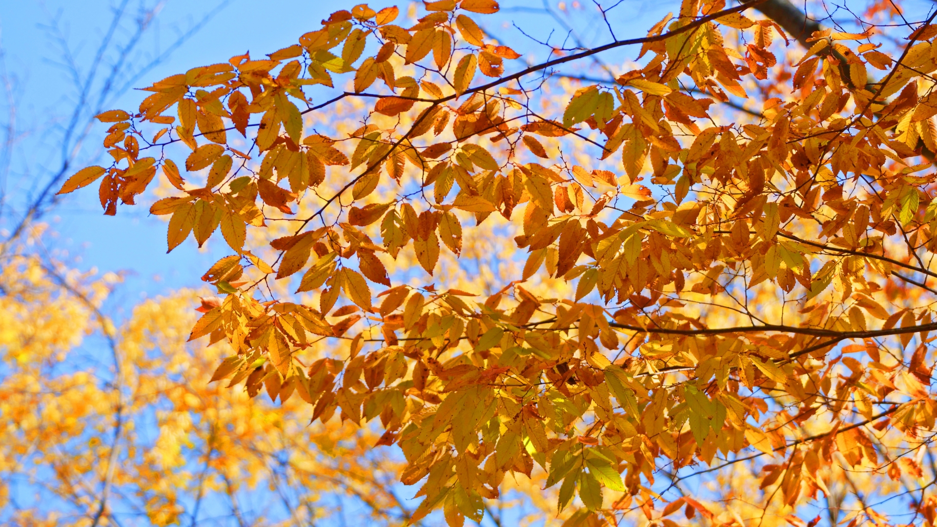コナラ　紅葉