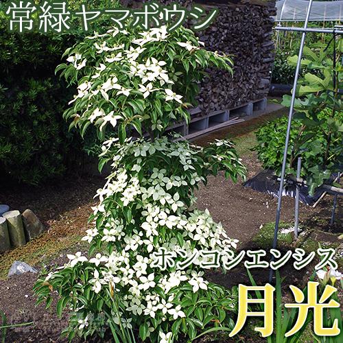 ヤマボウシ 常緑品種の性質と魅力