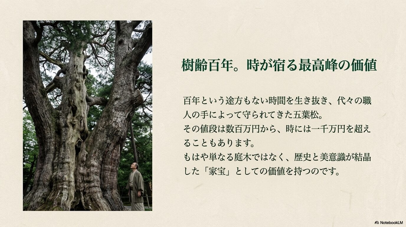 樹齢100年を超え数百万円の価値を持つ、生命力あふれる巨大な五葉松の名木を見上げる男性