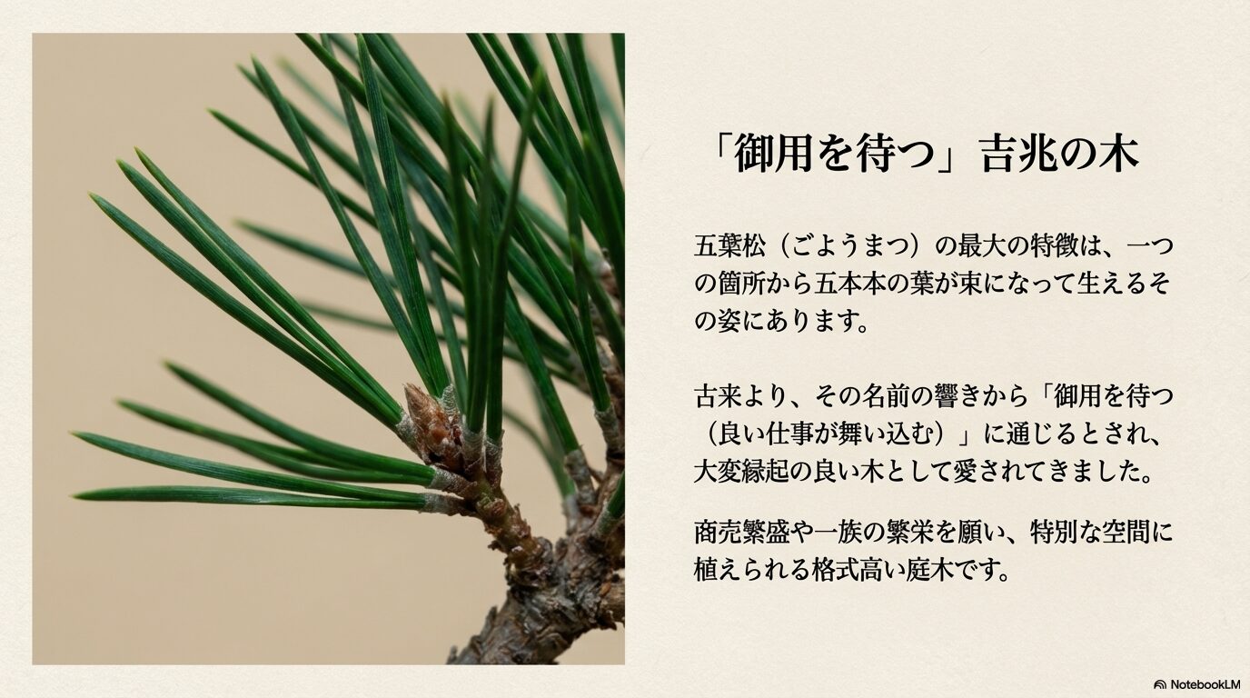 5本が束になって生える五葉松の葉のアップと、「御用を待つ（良い仕事が舞い込む）」という名前の響きからくる縁起の良い由来