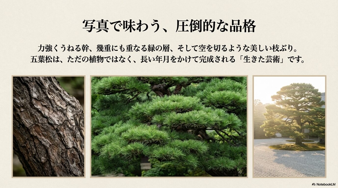 力強くうねる幹や幾重にも重なる緑の層が美しい、芸術的な五葉松の枝ぶりの写真