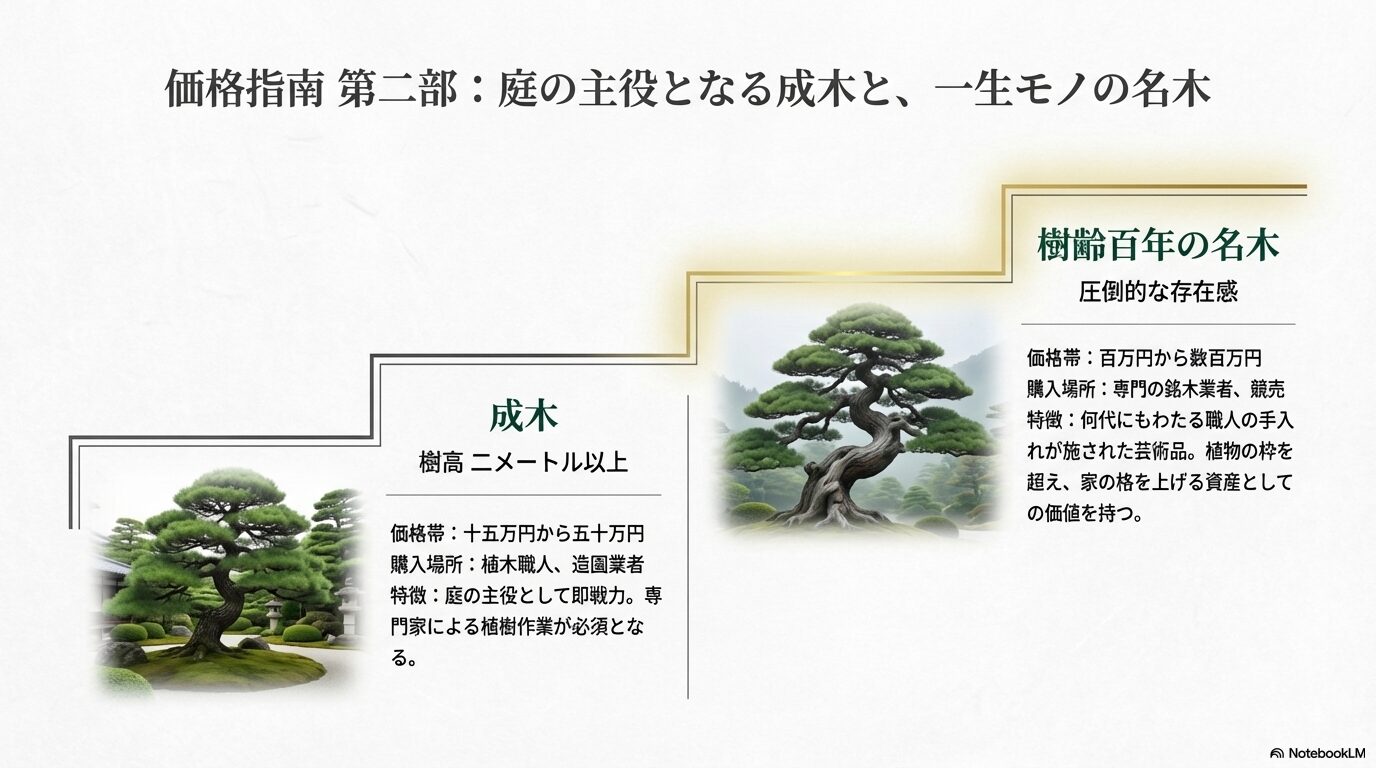 十数万円の成木から数百万円する樹齢百年の名木の価格帯と特徴