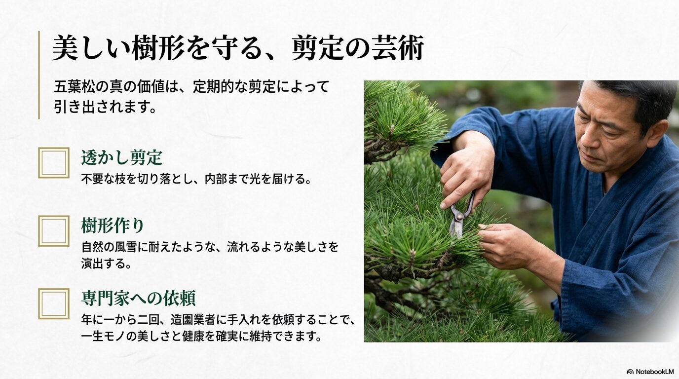 五葉松の真の価値を引き出す透かし剪定と樹形作りのコツ