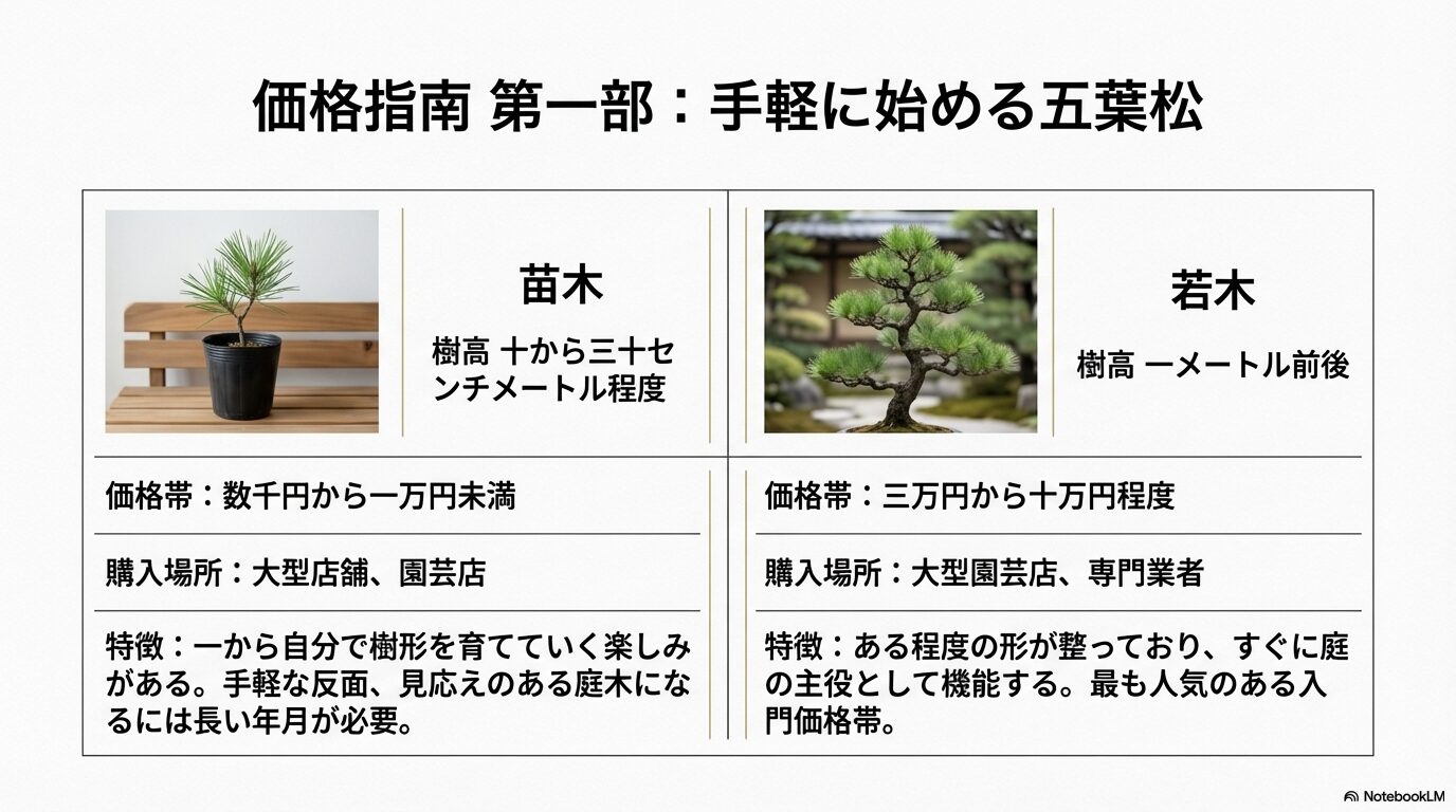 数千円から買える五葉松の苗木と若木の特徴や価格帯