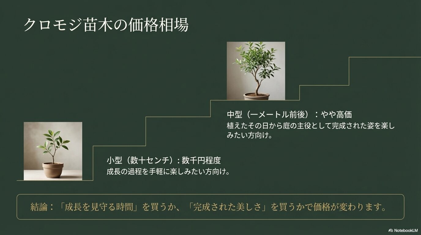 サイズで変わるクロモジ苗木の価格相場