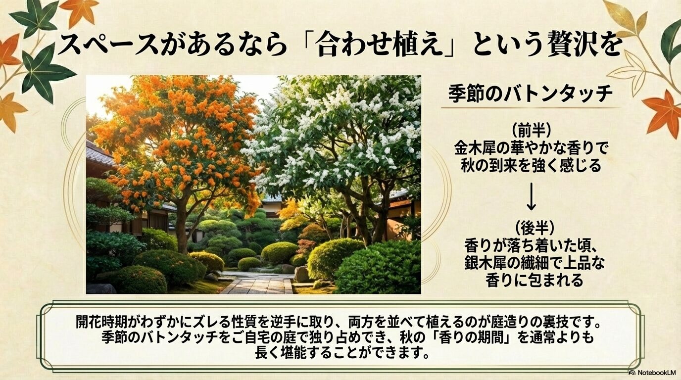 金木犀と銀木犀の両方を庭に植えることで、季節のバトンタッチとして香りを長く楽しめる贅沢な庭造りの提案