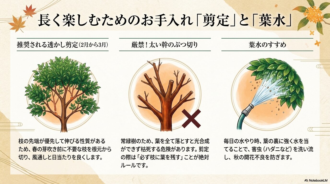 春前の透かし剪定と害虫を防ぐ葉水のやり方、および枯死の原因となる太い幹の強剪定の禁止事項の解説
