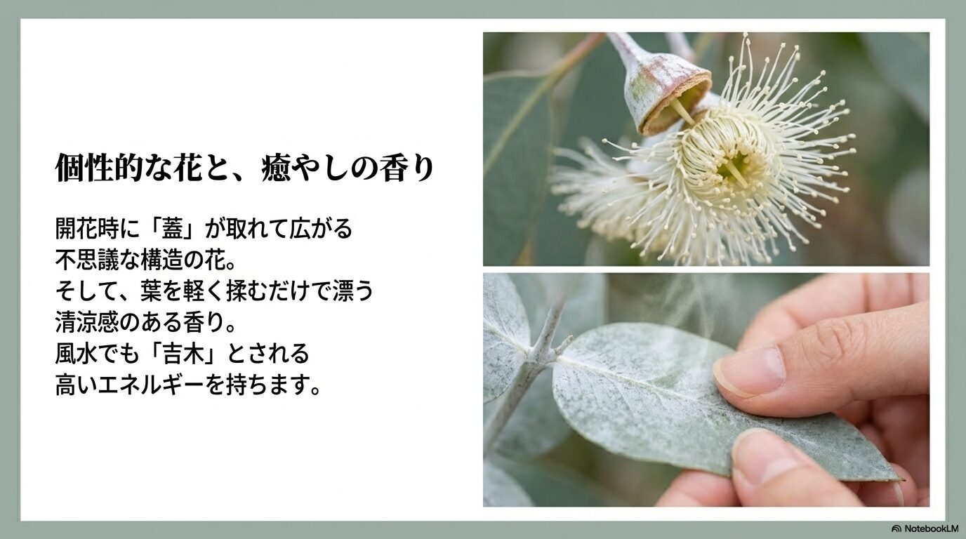 開花時に蓋が取れる不思議な構造のユーカリの花と、清涼感のある香りがするシルバーリーフ