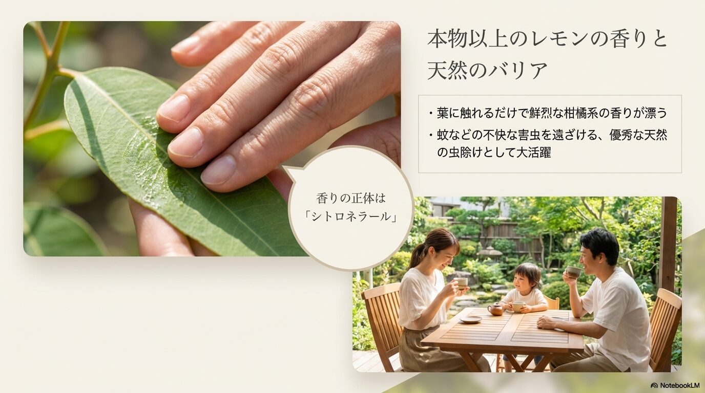 天然のバリアにもなるレモンユーカリのシトロネラールの香りを楽しむ家族