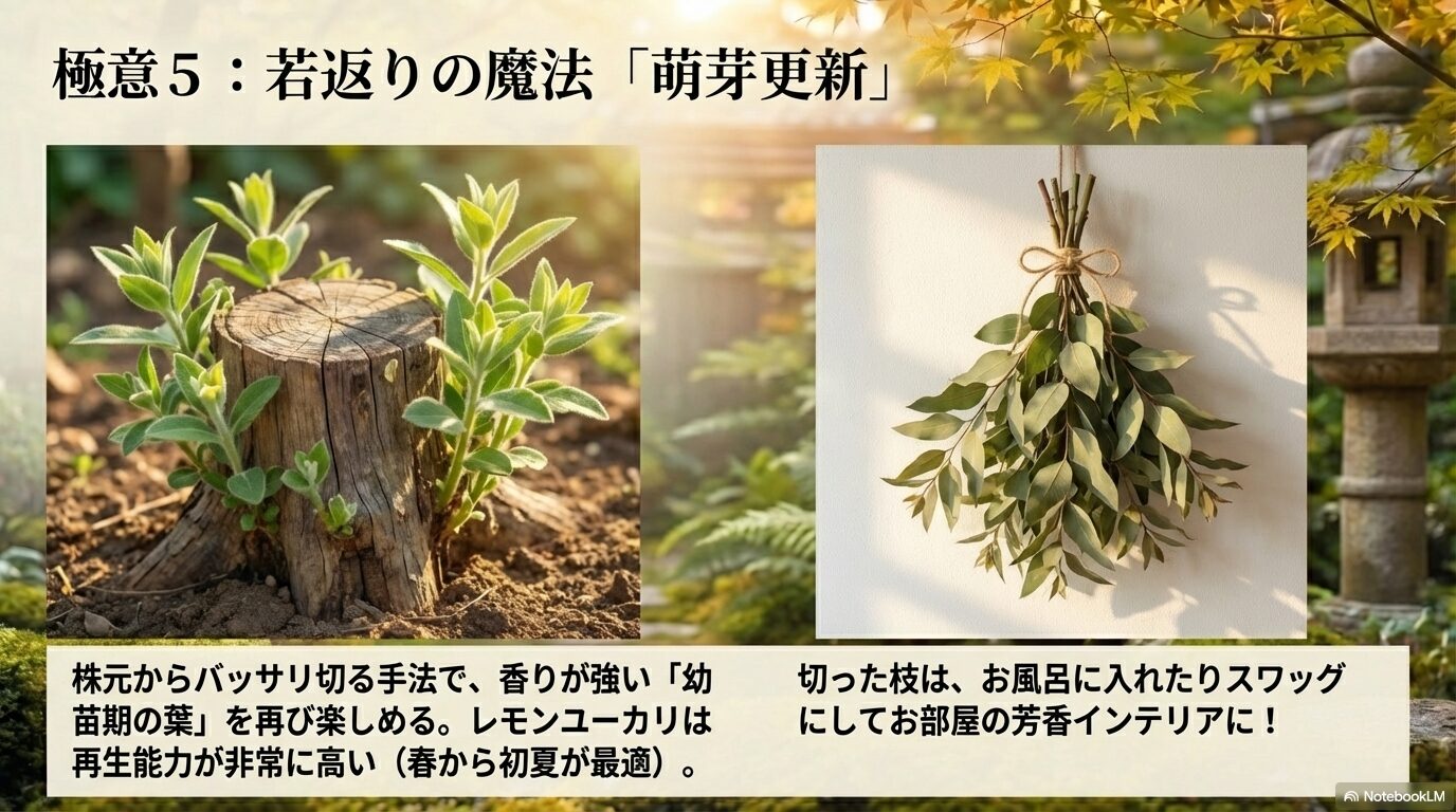 株元からバッサリ切り強い香りの葉を再生させるレモンユーカリの萌芽更新