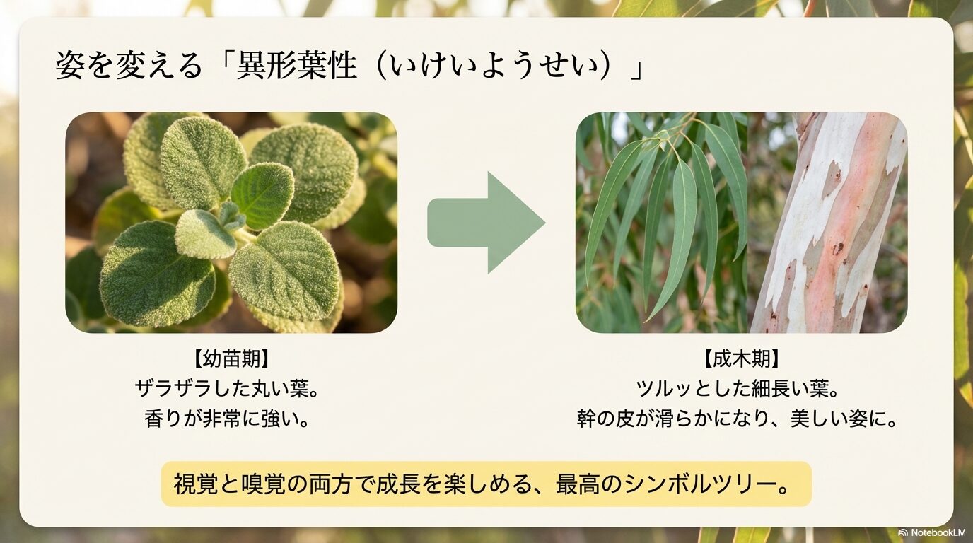 ザラザラした丸い葉からツルッとした細長い葉へ姿を変えるレモンユーカリの異形葉性と滑らかな幹