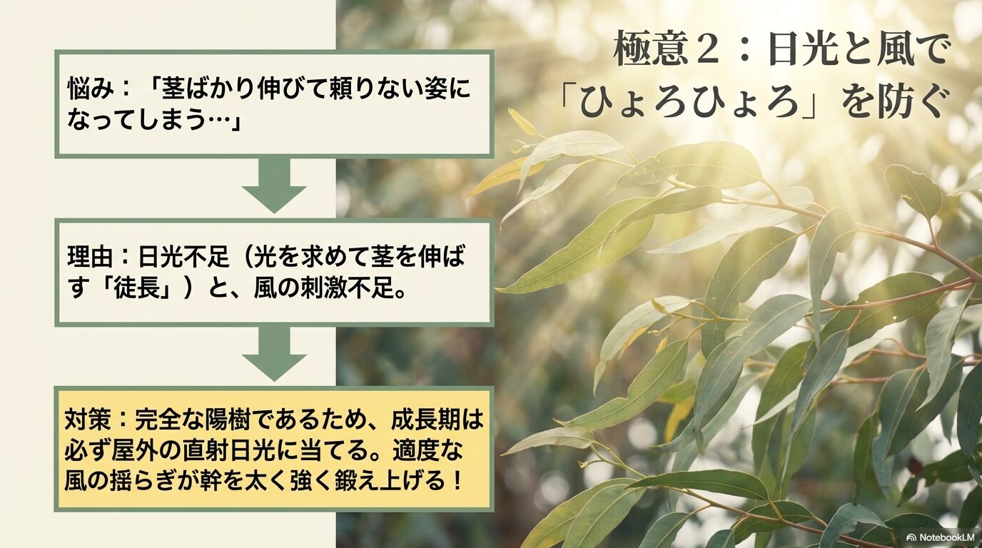 レモンユーカリがひょろひょろに徒長するのを防ぐための日光と風の重要性と対策