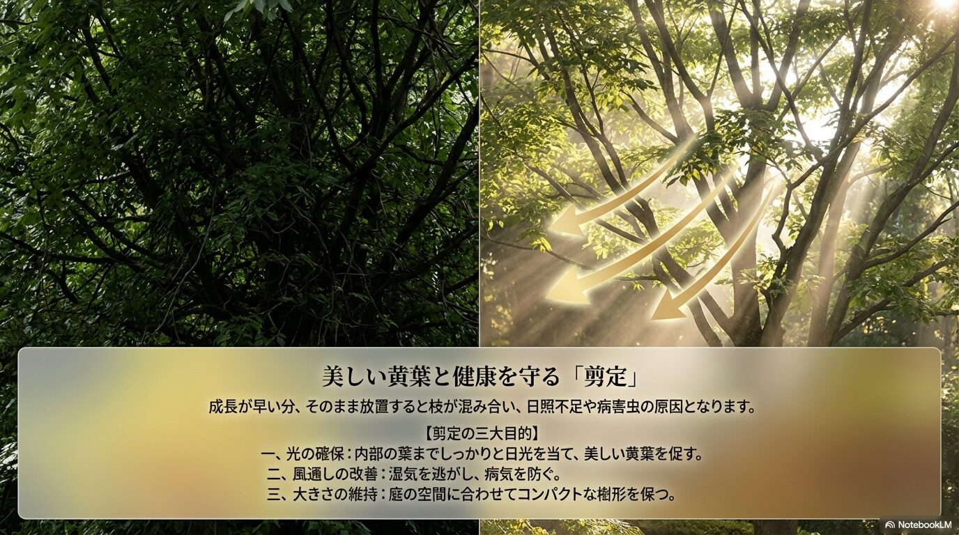 光の確保、風通しの改善、大きさの維持を目的としたエゴノキの剪定の三大目的