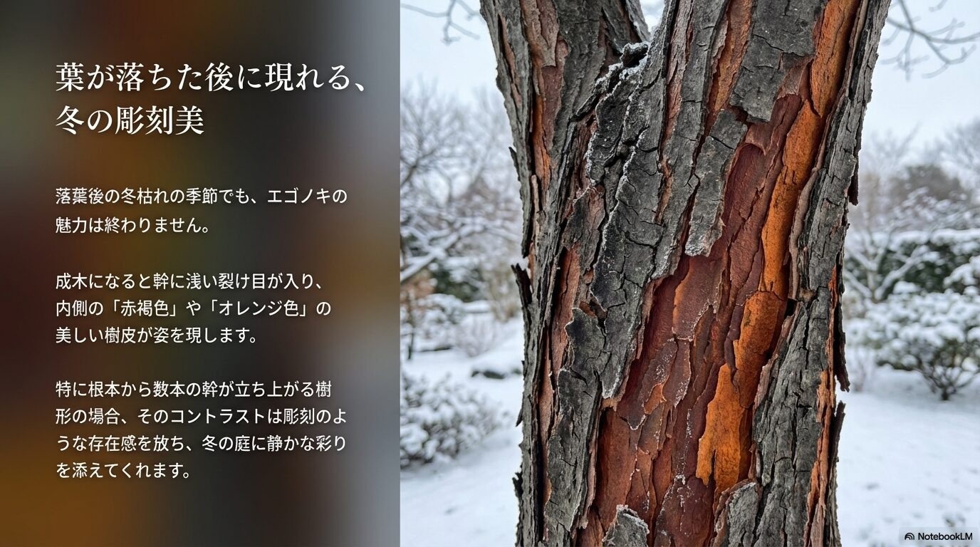 落葉後に現れる赤褐色やオレンジ色の美しいエゴノキの樹皮と幹のコントラスト