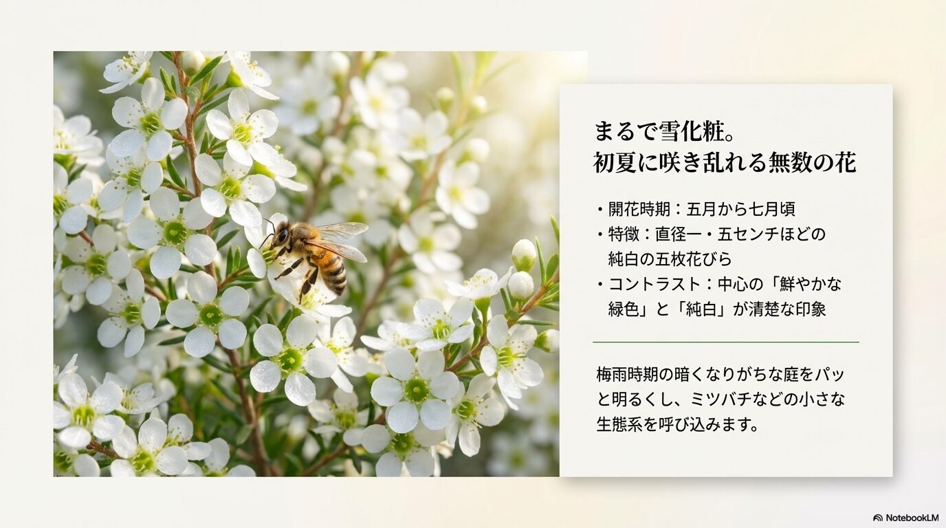 初夏に咲き乱れるレモンティーツリーの純白の5枚花びらとミツバチ