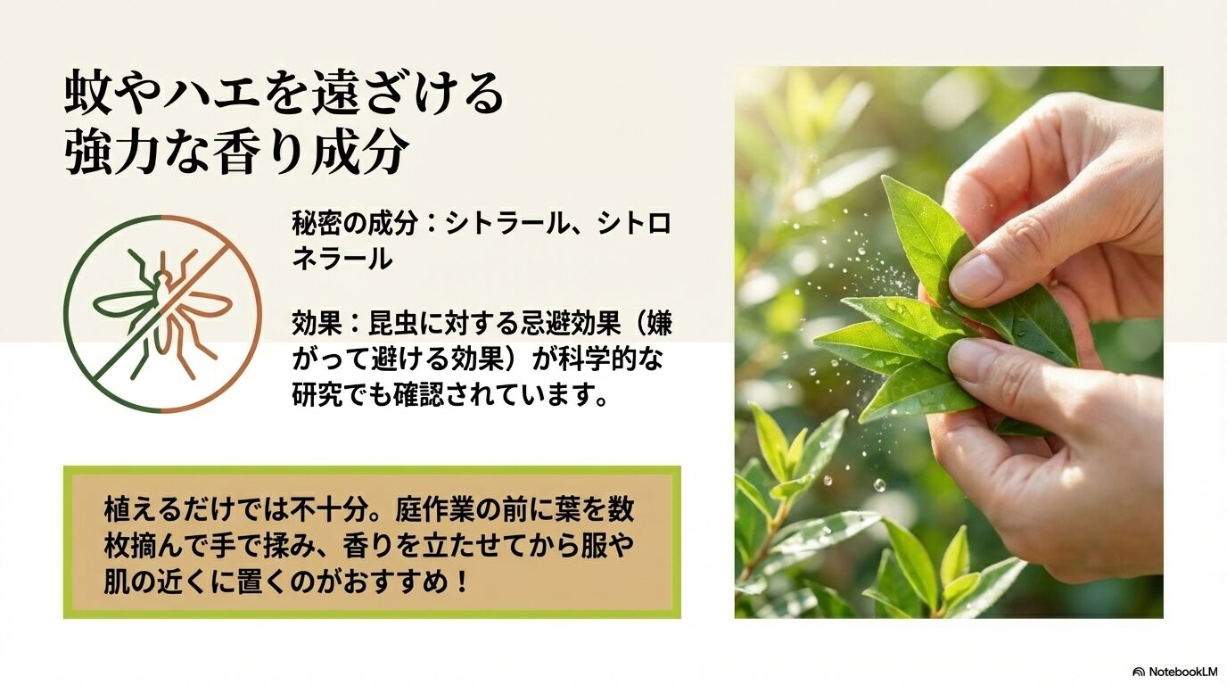 シトラールやシトロネラールによる昆虫への忌避効果と、庭作業前に葉を手で揉んで香りを立たせるおすすめの使い方