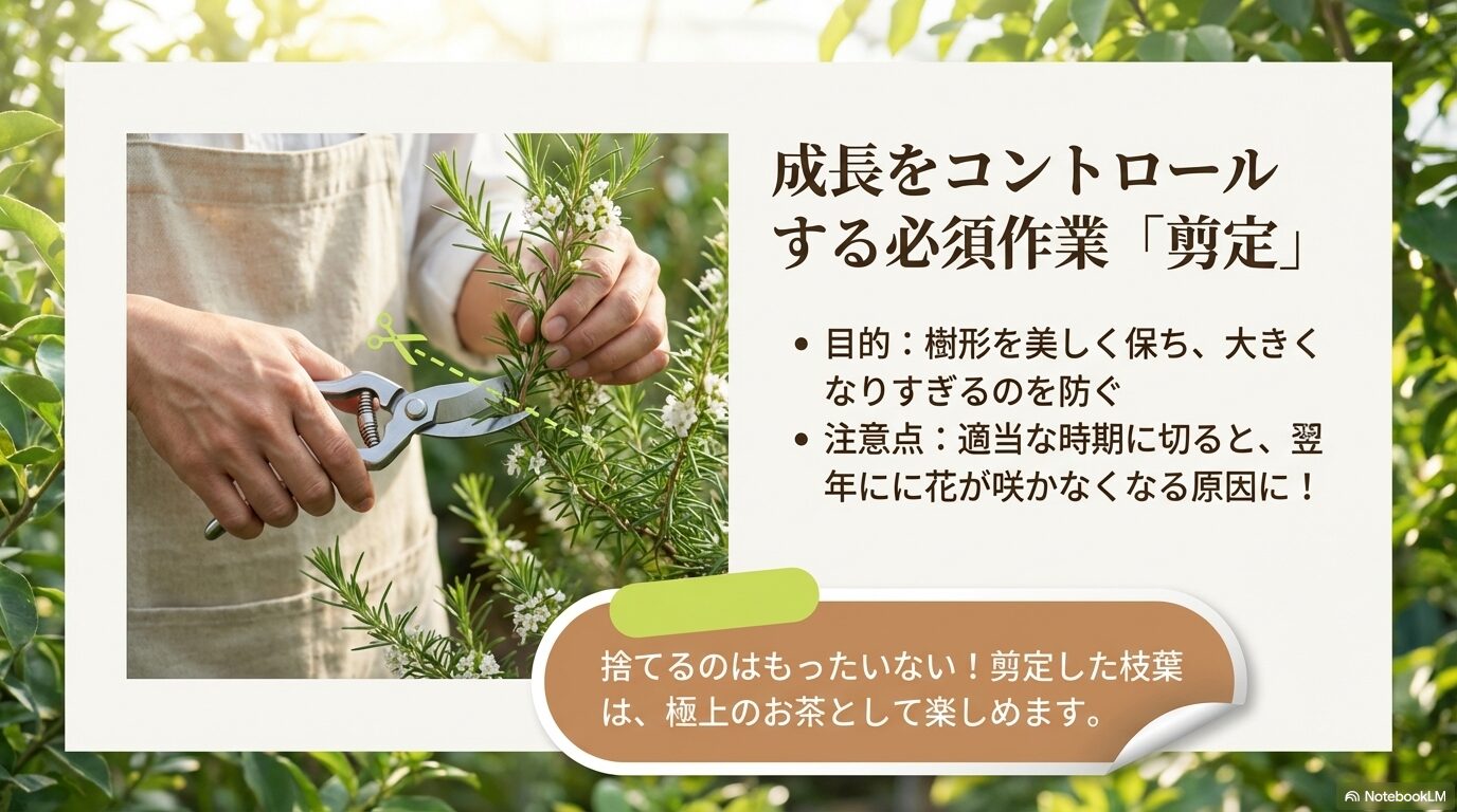 樹形を美しく保ち大きくなりすぎるのを防ぐための必須作業である剪定の様子