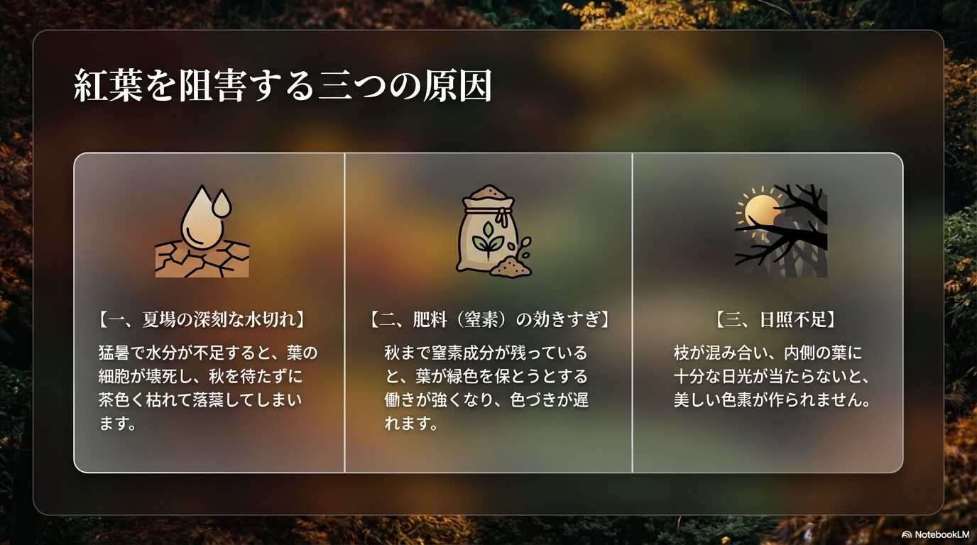 夏場の水切れ、肥料の効きすぎ、日照不足という紅葉を阻害する三つの主な原因