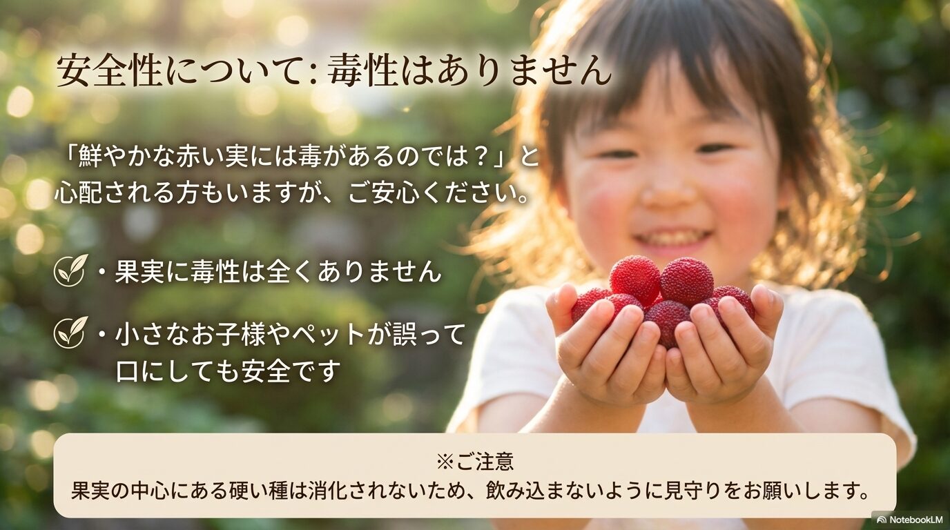 ヤマモモの果実には全く毒性がなく、小さなお子様やペットが誤って口にしても安全であることの解説