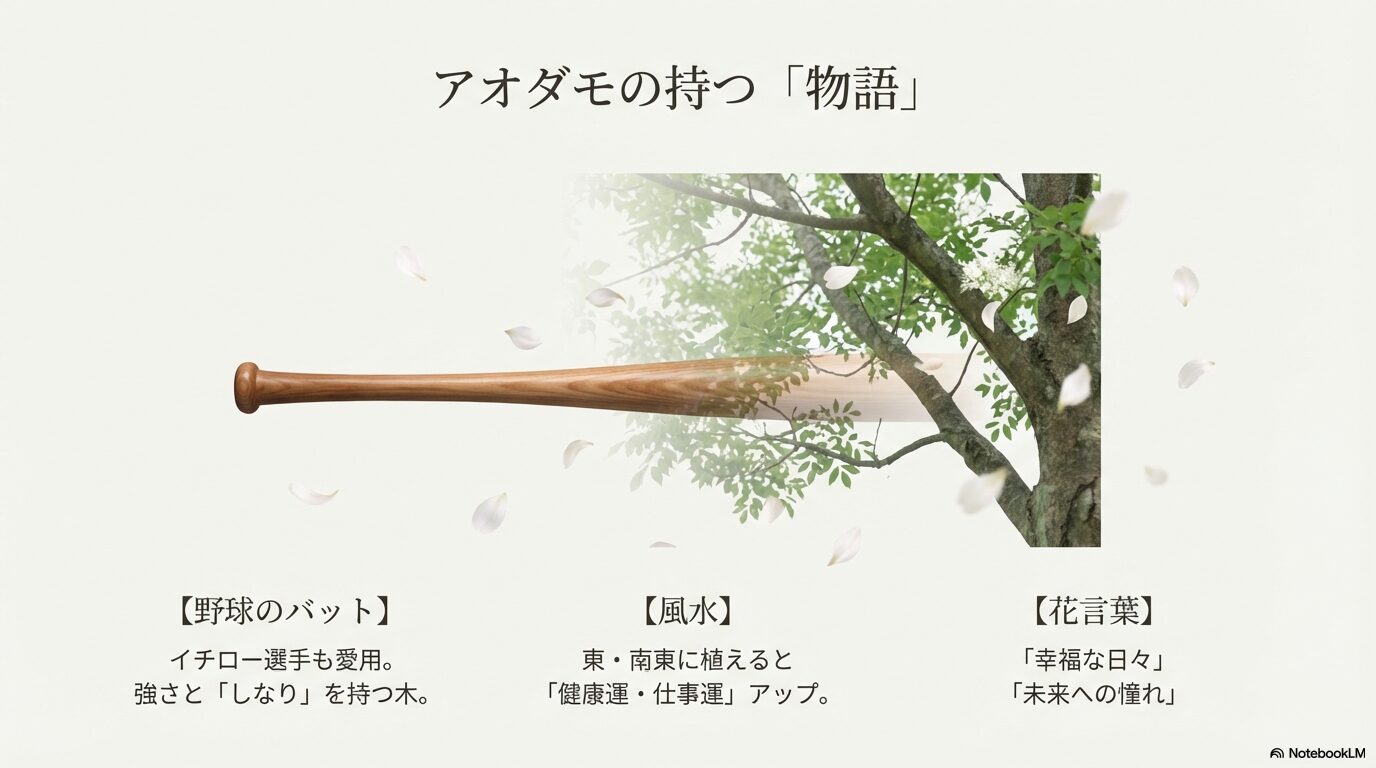 野球のバットの素材として知られるアオダモの木と舞い散る花びら