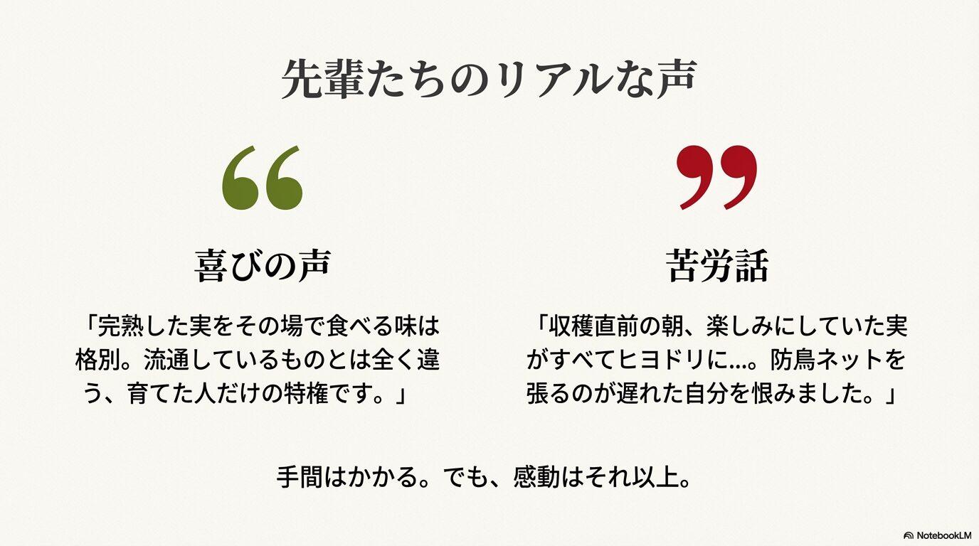 家庭でさくらんぼを育てた人の喜びの声と苦労話などのリアルな体験談