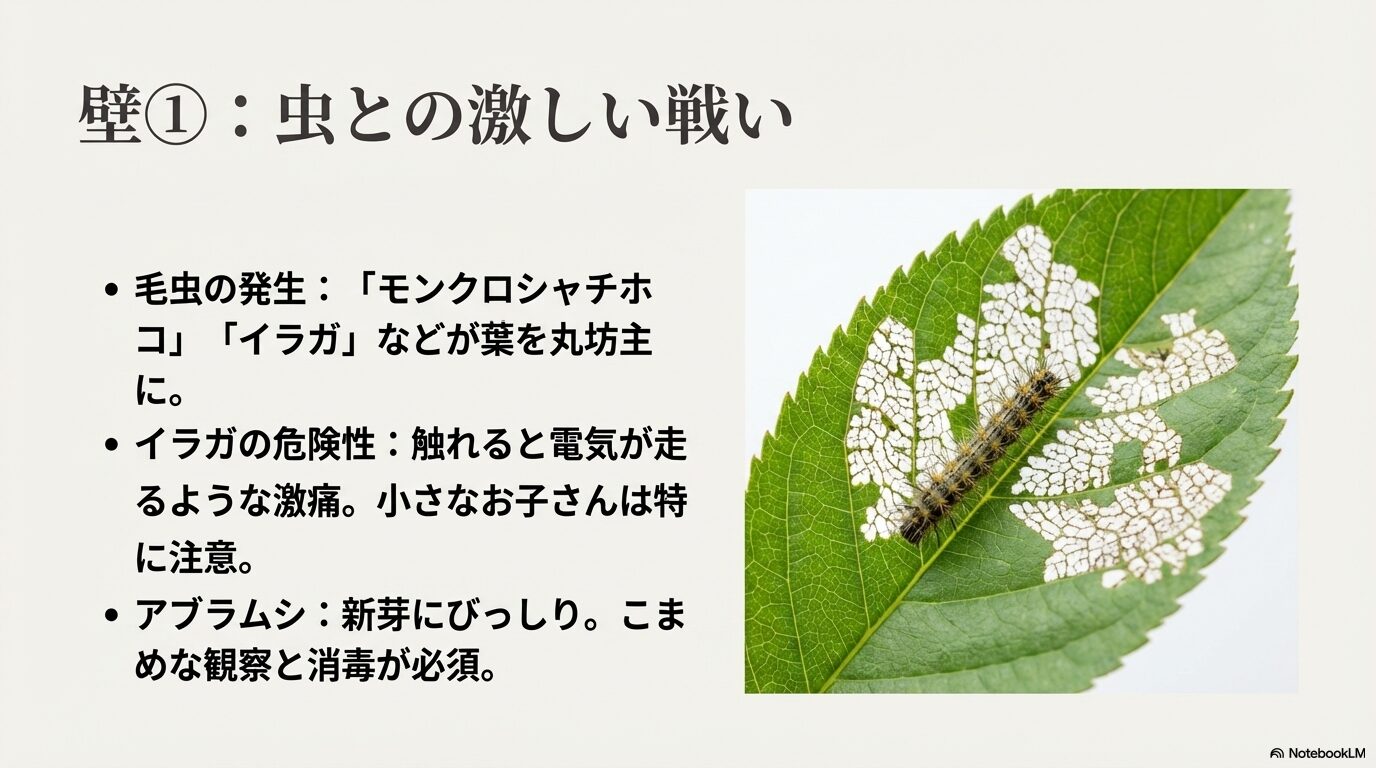 葉を食べる毛虫（モンクロシャチホコ、イラガ）やアブラムシによる食害の様子