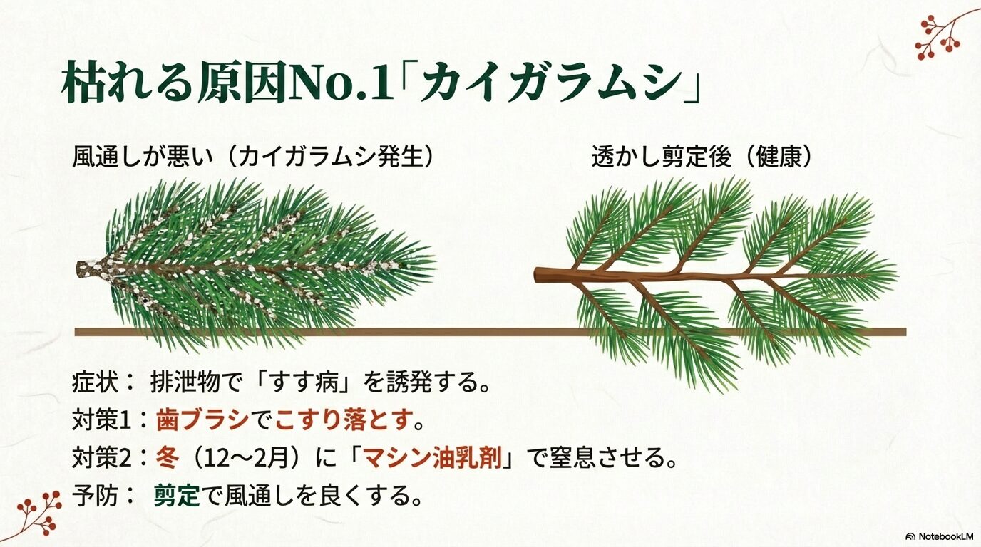 イチイに発生するカイガラムシやすす病の症状写真とマシン油乳剤による対策