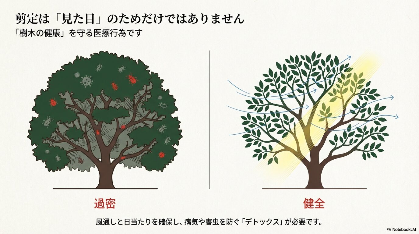 剪定による風通しと日当たりの改善と樹木の健康効果
