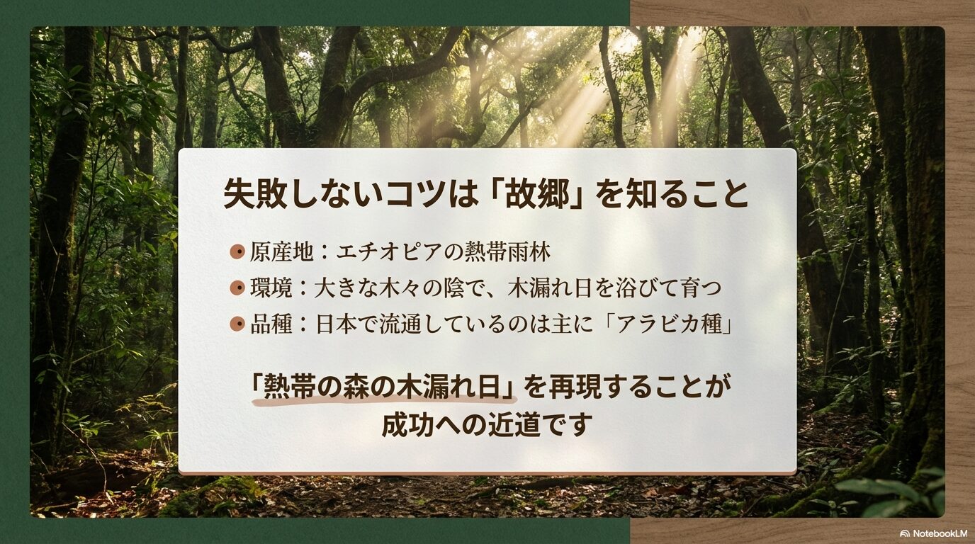 エチオピアの熱帯雨林などコーヒーの木の故郷と生育環境の解説スライド