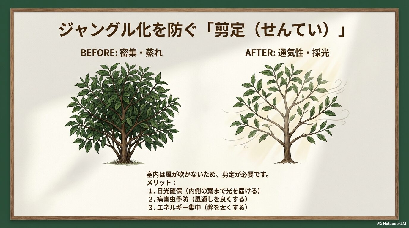 ジャングル化したコーヒーの木を剪定するメリットとBefore/Afterの図解スライド