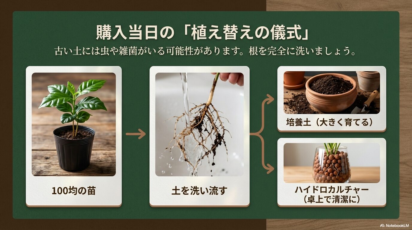 100均で購入したコーヒーの木の苗の土を洗い流し、植え替える手順の解説スライド