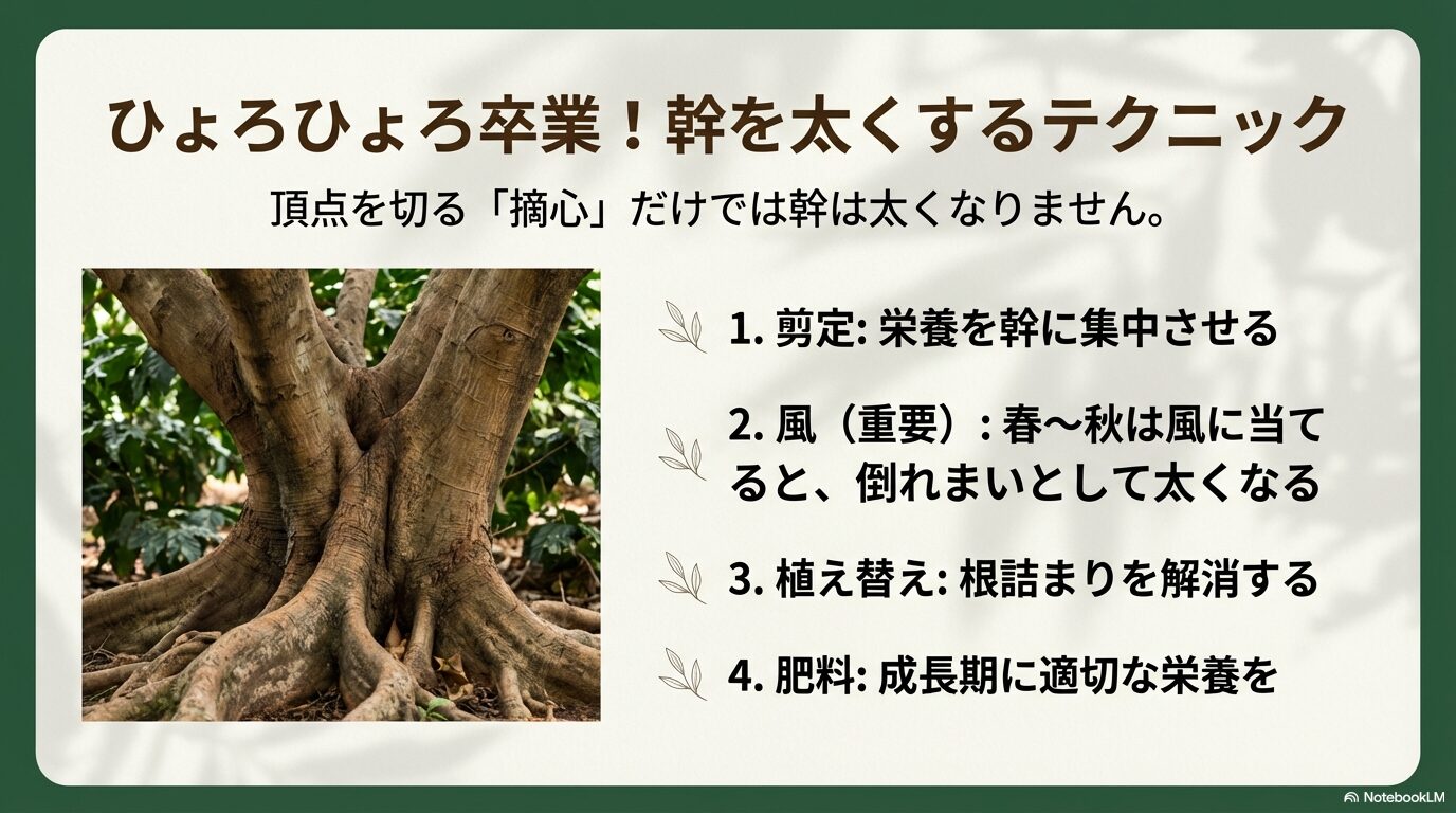 剪定や風、植え替えなど、コーヒーの木のひょろひょろを卒業して幹を太くする方法の解説スライド