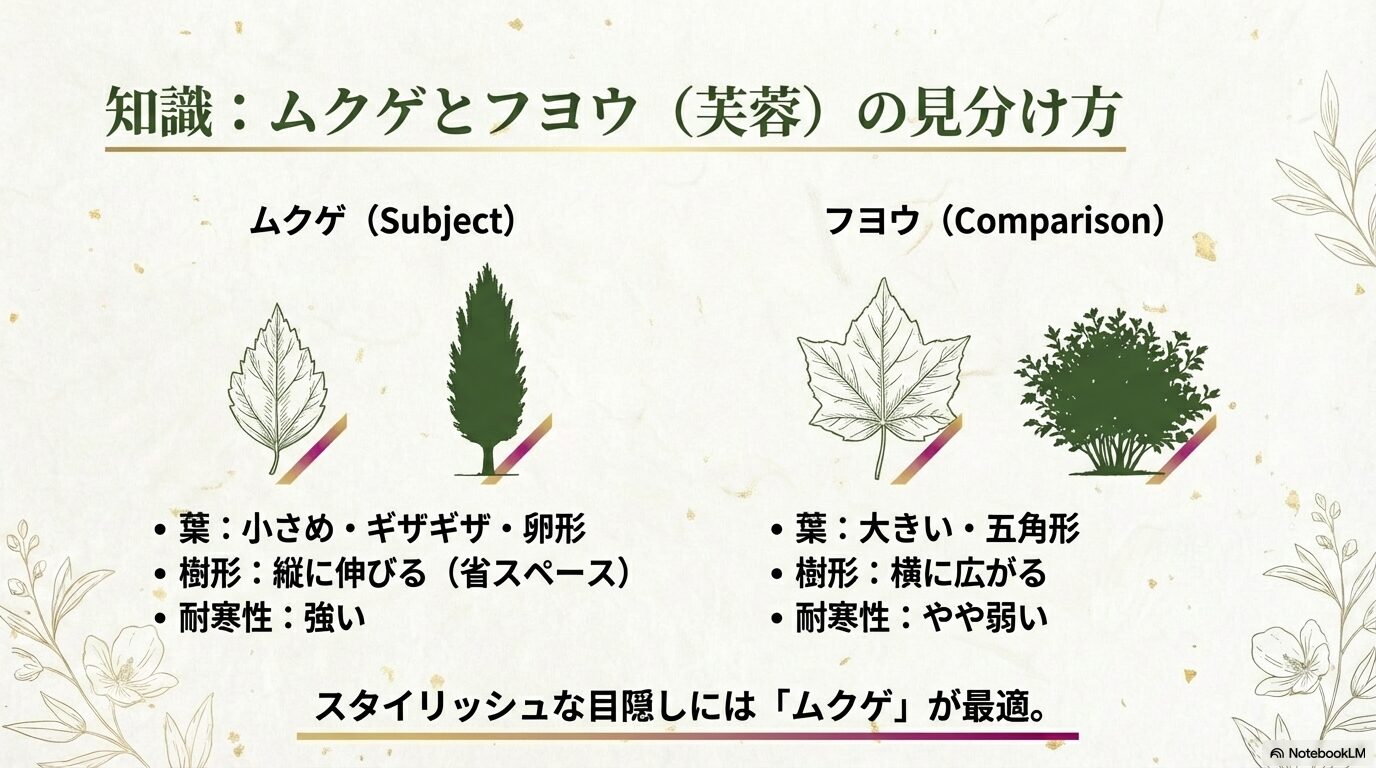 庭木としてのムクゲとフヨウの違いを、葉の形、樹形、耐寒性の観点から比較したイラスト図解