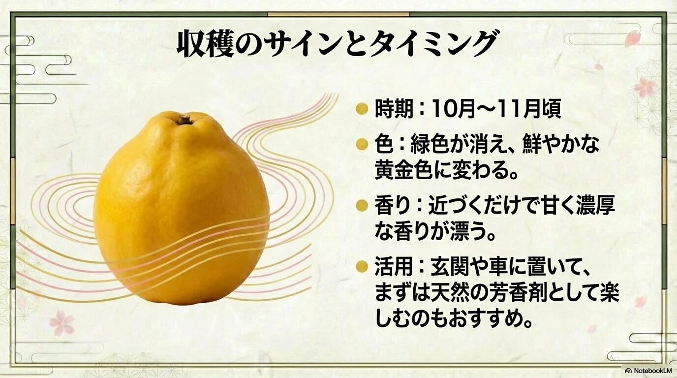 収穫適期の「色」や「香り」の具体的な基準と、芳香剤としての活用法がまとまっており、実の活用の導入として最適です。