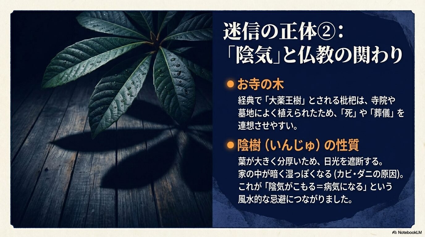 枇杷がお寺や墓地に植えられることが多いため死を連想させる点と、日差しを遮る陰樹の性質が風水的な忌避につながった解説。