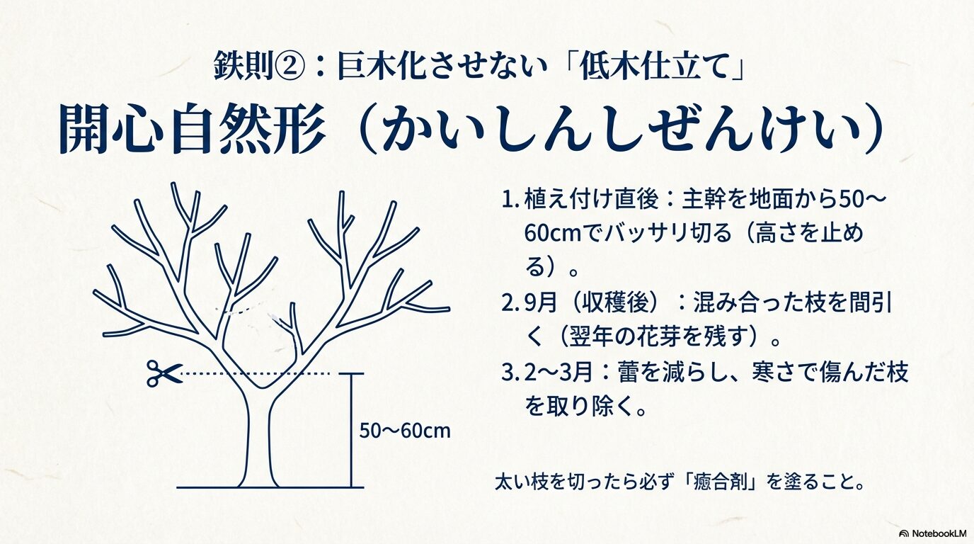 枇杷の開心自然形の仕立て方。植え付け直後の主幹の切り戻しや、9月の収穫後剪定、2月の摘蕾作業のスケジュール図解。