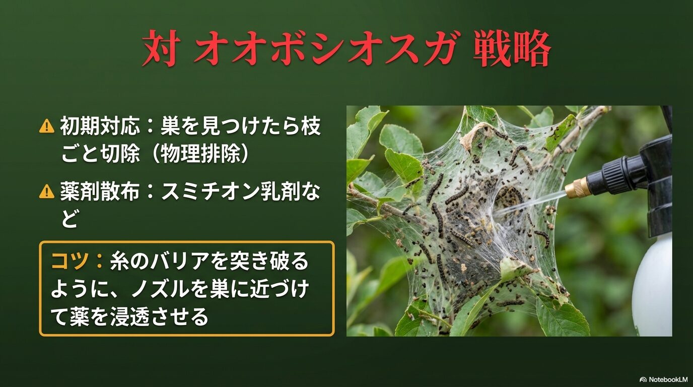 オオボシオオスガの巣を物理的に切除する方法と、スミチオン乳剤を巣の中に浸透させる散布のコツ