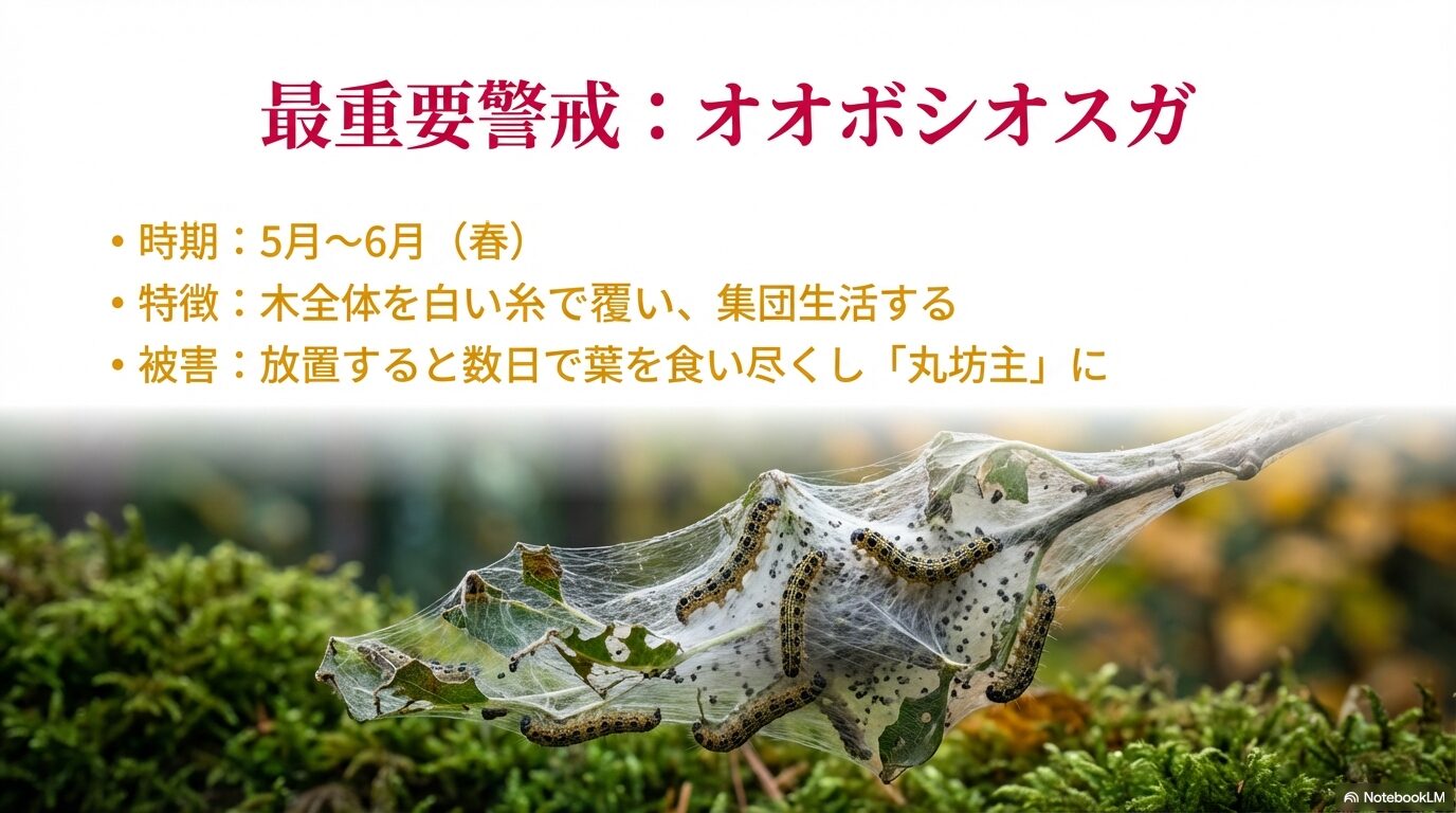 マユミの枝にクモの巣状の天幕を張り、集団で葉を食い尽くすオオボシオオスガの幼虫の写真